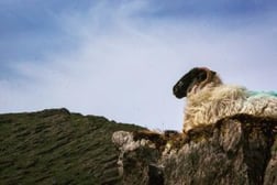 IMG_0980-copy-300x200